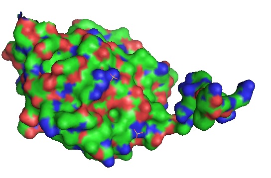 Sonic-Hedgehog N-terminal-Domain